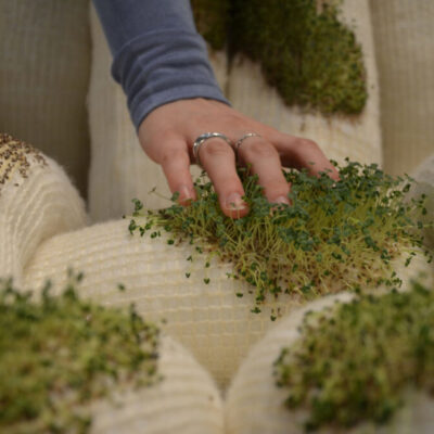 Scaunul Chia – inovație a designului biofilic