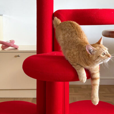 Mobilier pe comandă pentru… pisici